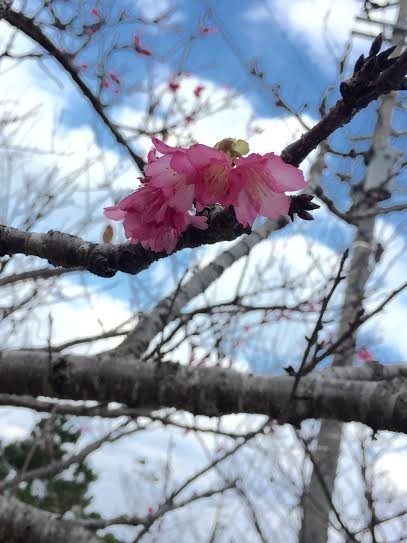 沖縄にも春がやってまいりました☆